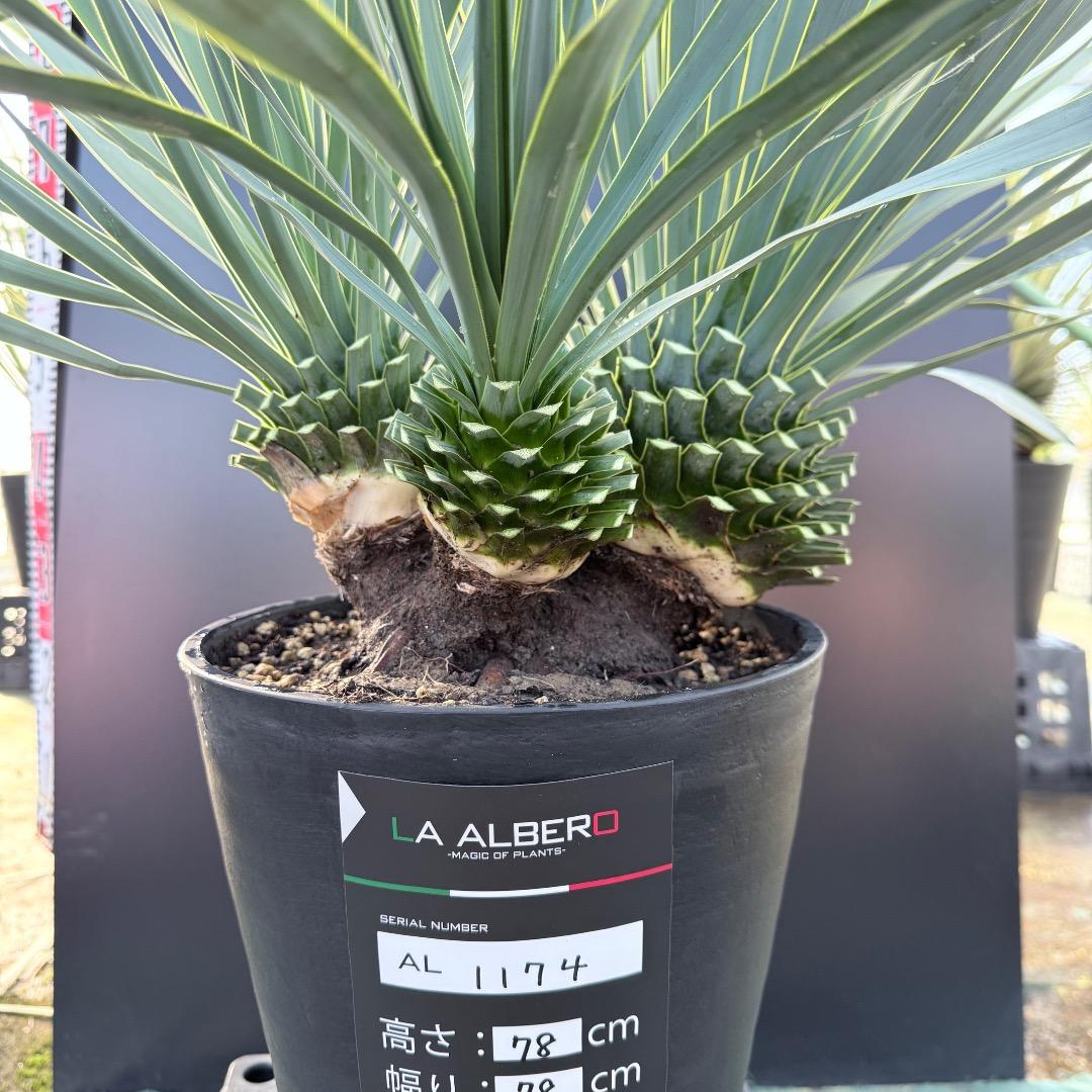 AL1174】ユッカ ロストラータ トリプルヘッド