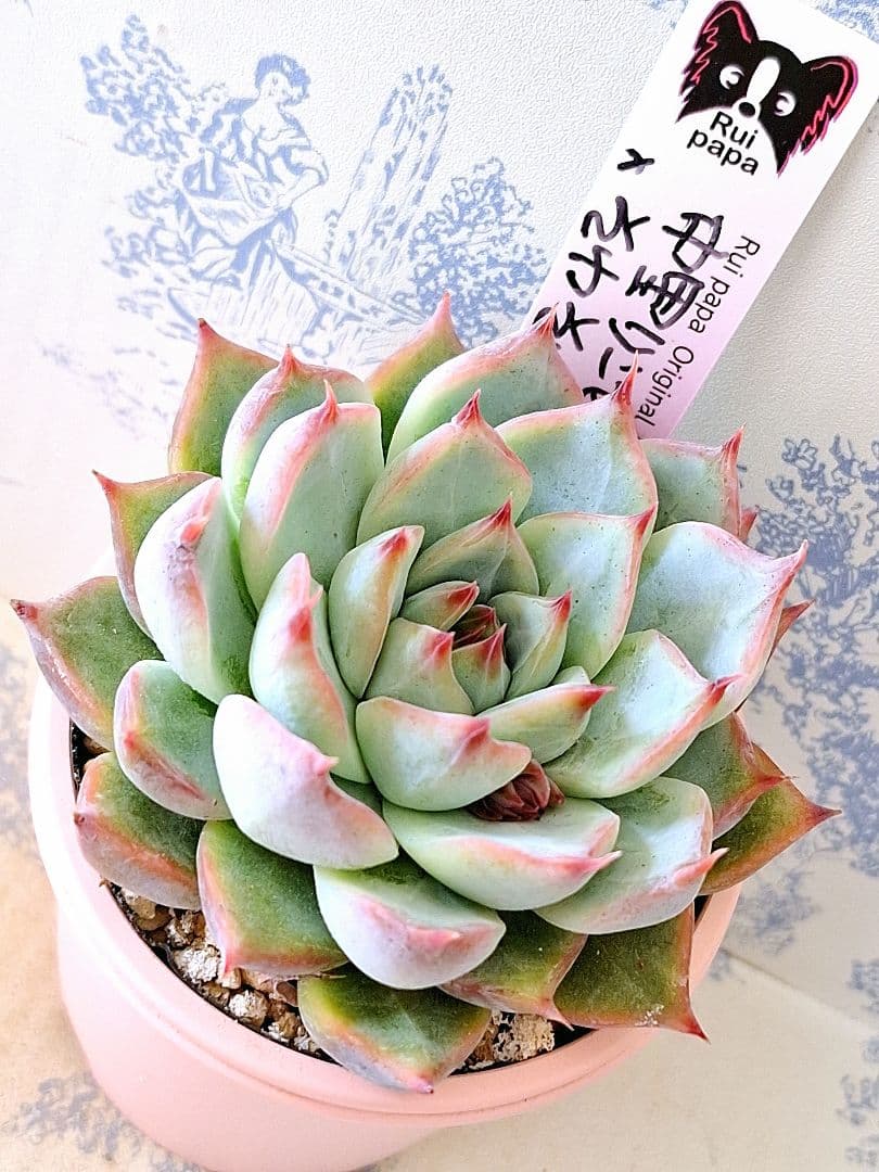 中里リンゼアナ×そわそわ札付きポットごとメルカリ便ルイパパさん苗