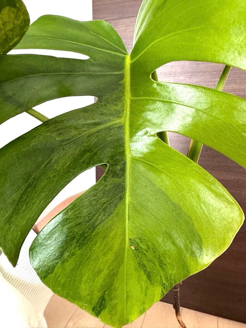 超希少】モンステラ デリシオーサ イエローマリリン 4葉付き大株 発根