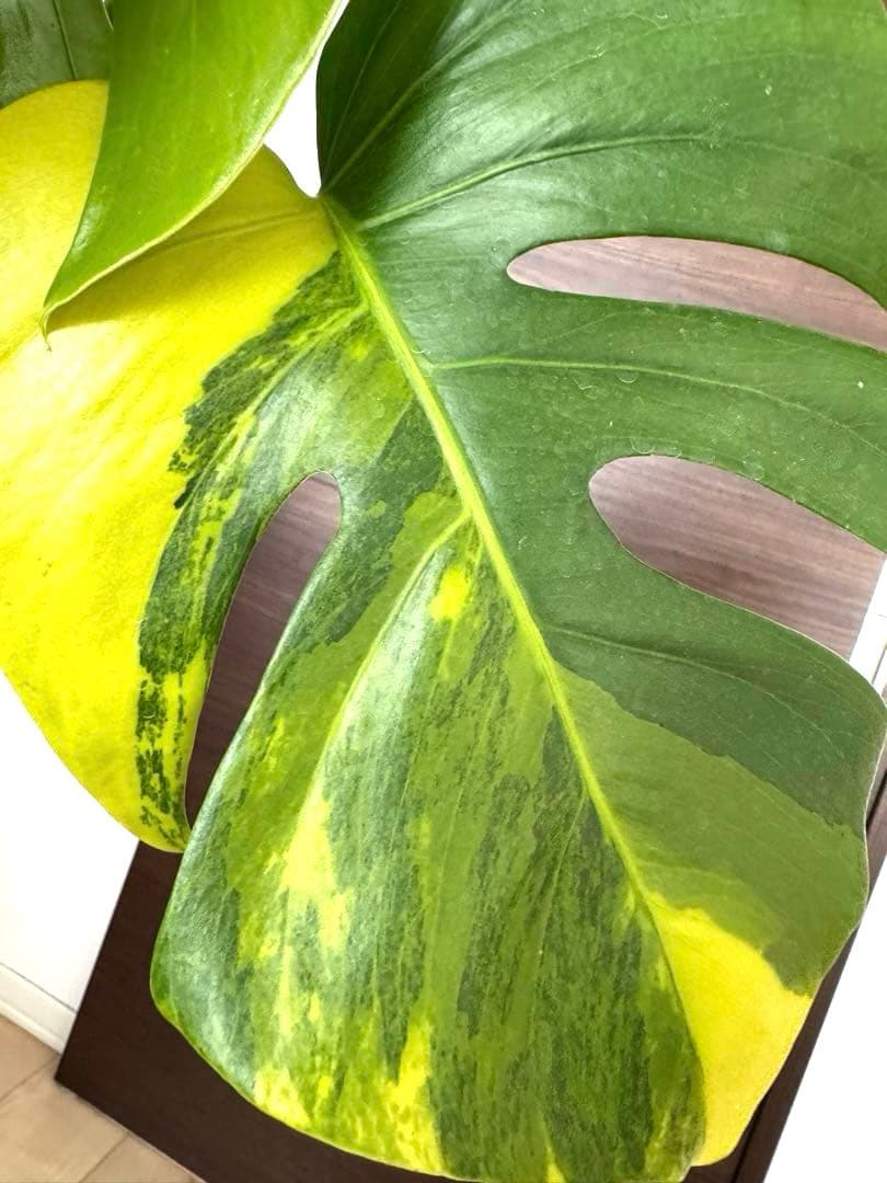 超希少】モンステラ デリシオーサ イエローマリリン 4葉付き大株 発根