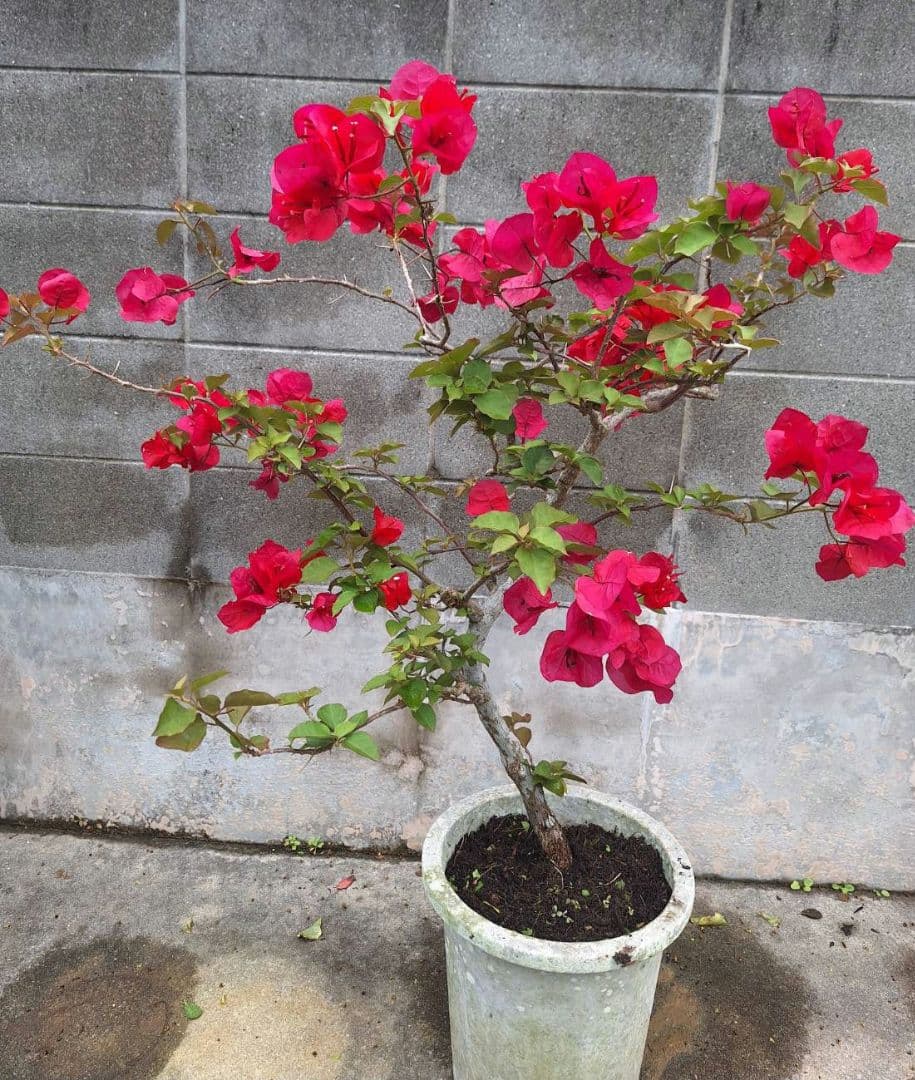 あおい様専用ページB「晩白柚＋原口早生」セット