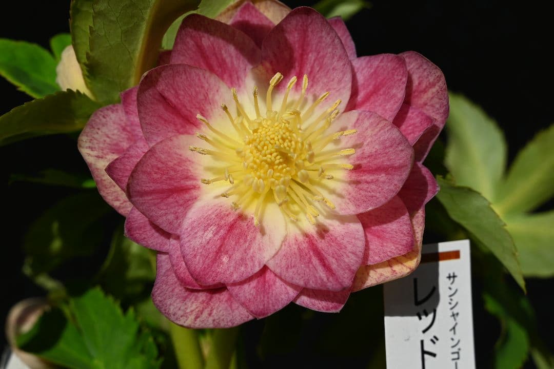 クリスマスローズ 認定レッドイルミリオン レッドリバーシブル加藤農園