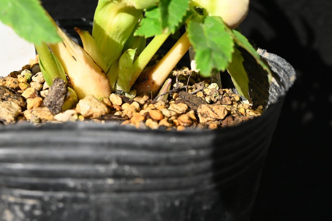 クリスマスローズ 認定レッドイルミリオン レッドリバーシブル加藤農園