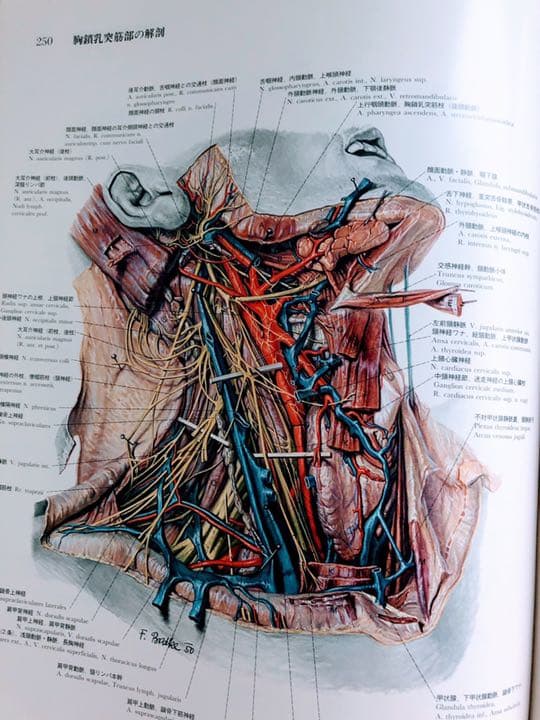 ペルンコップ臨床局所解剖学アトラス 第1巻 (頭部・頸部) - メルカリ