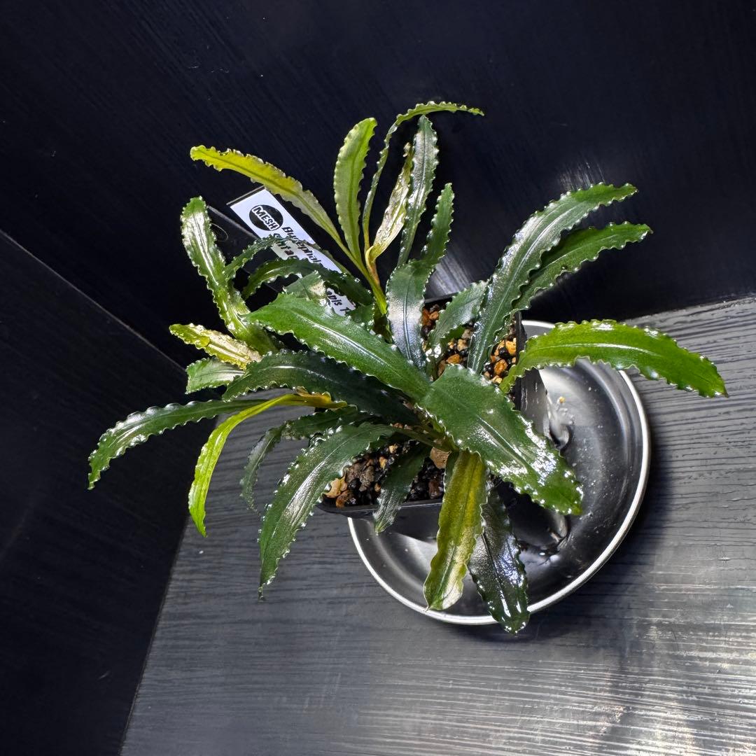 ブセファランドラsp.シンタン カユラピス TYPE2全銀 水上株1ポット［0