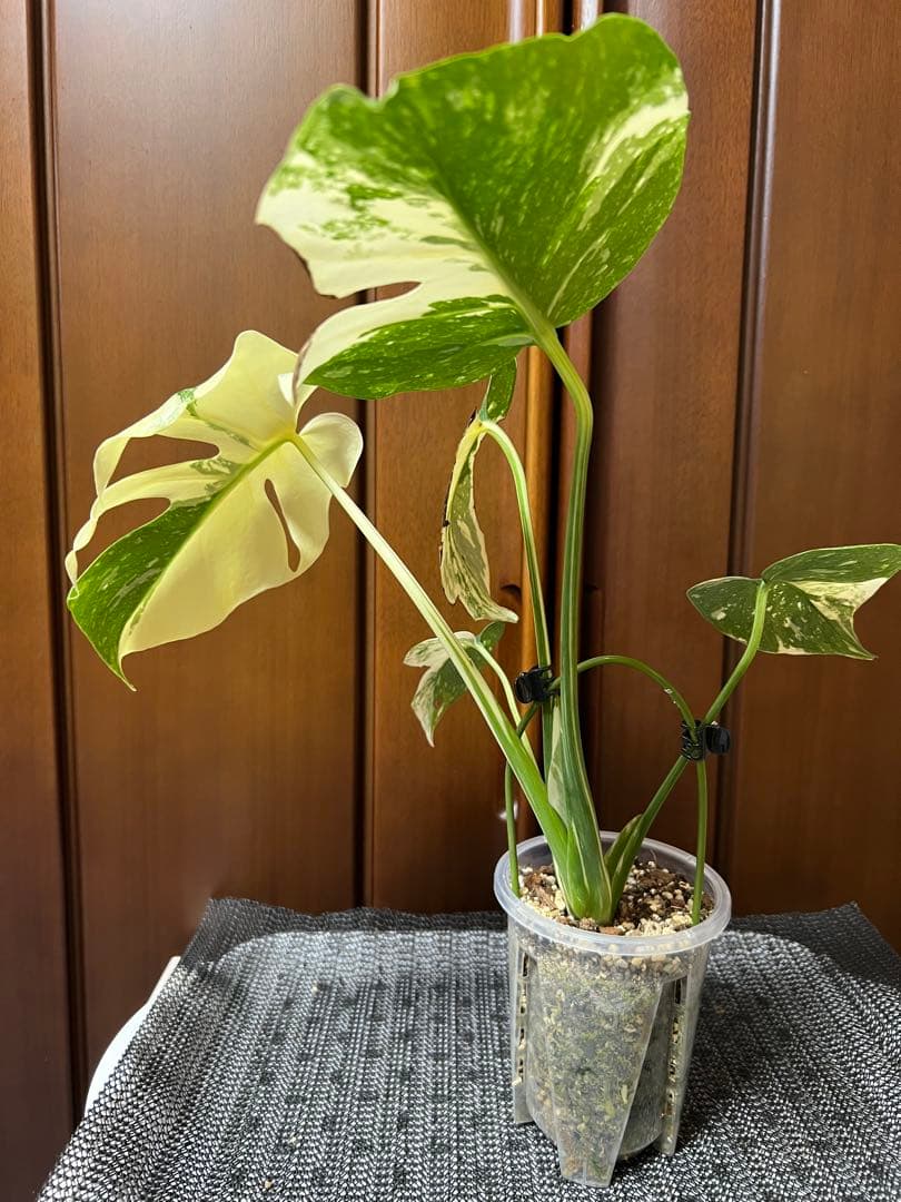 K*y様 斑入りモンステラデリショーサクリームブリュレ www.cosaga.com