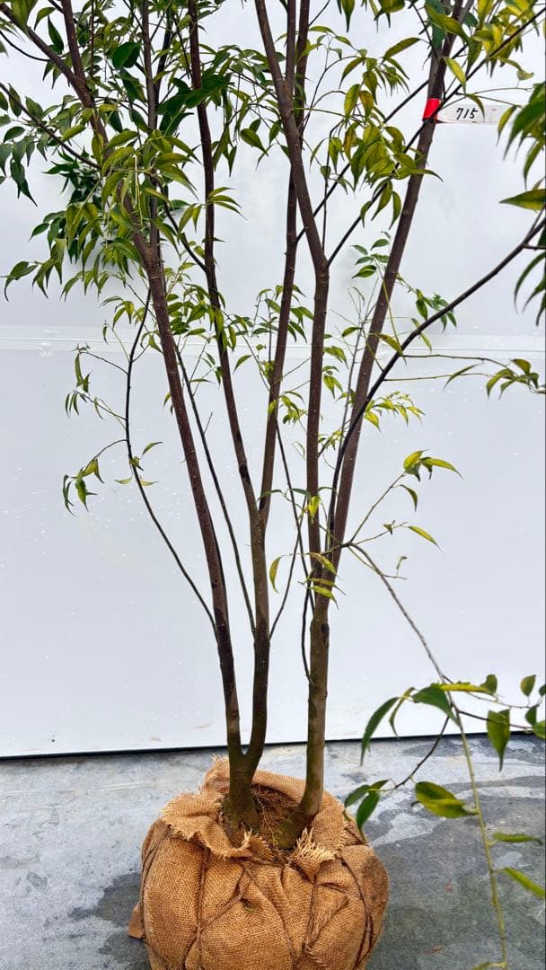 楽天市場】ハイノキ 株立ちの通販 超特大サイズ 細く美しく繊細な樹形