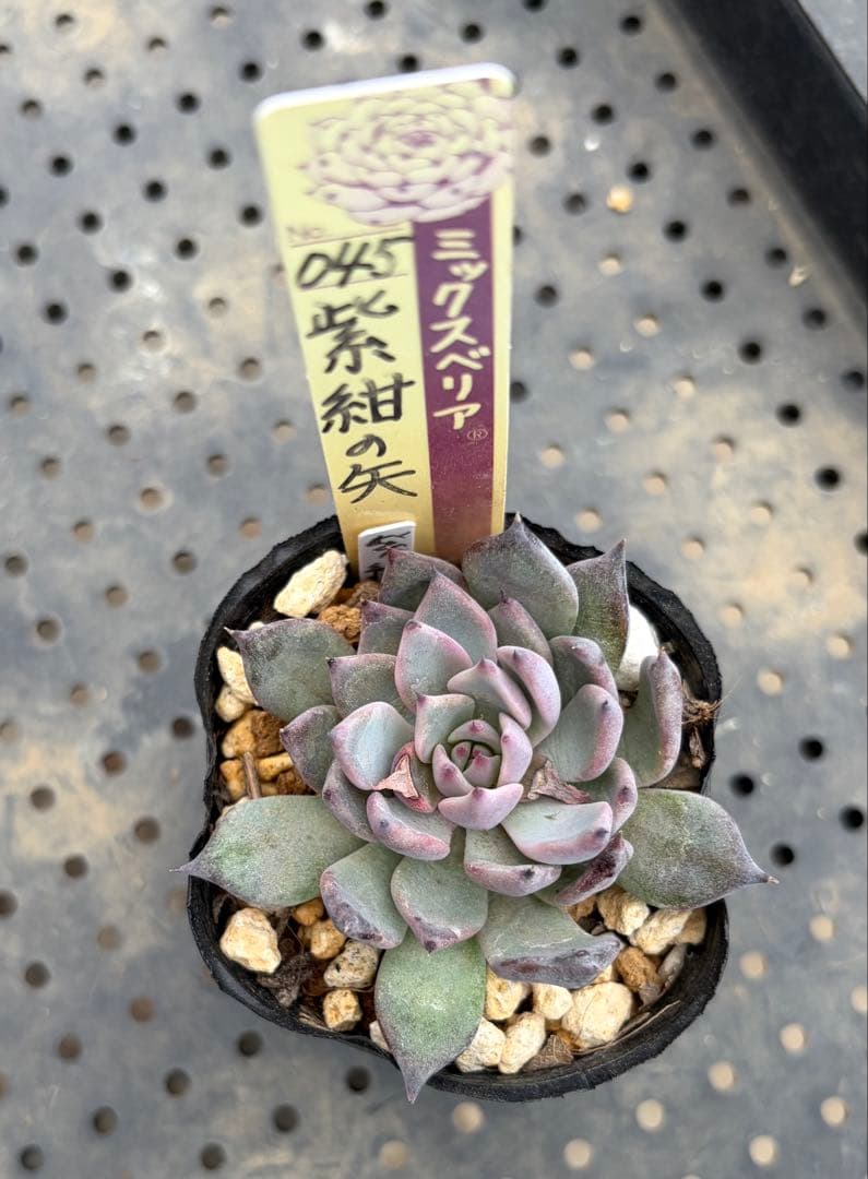 紫紺の矢 ミックスベリア おらいさん苗 抜き苗 多肉植物 - メルカリ