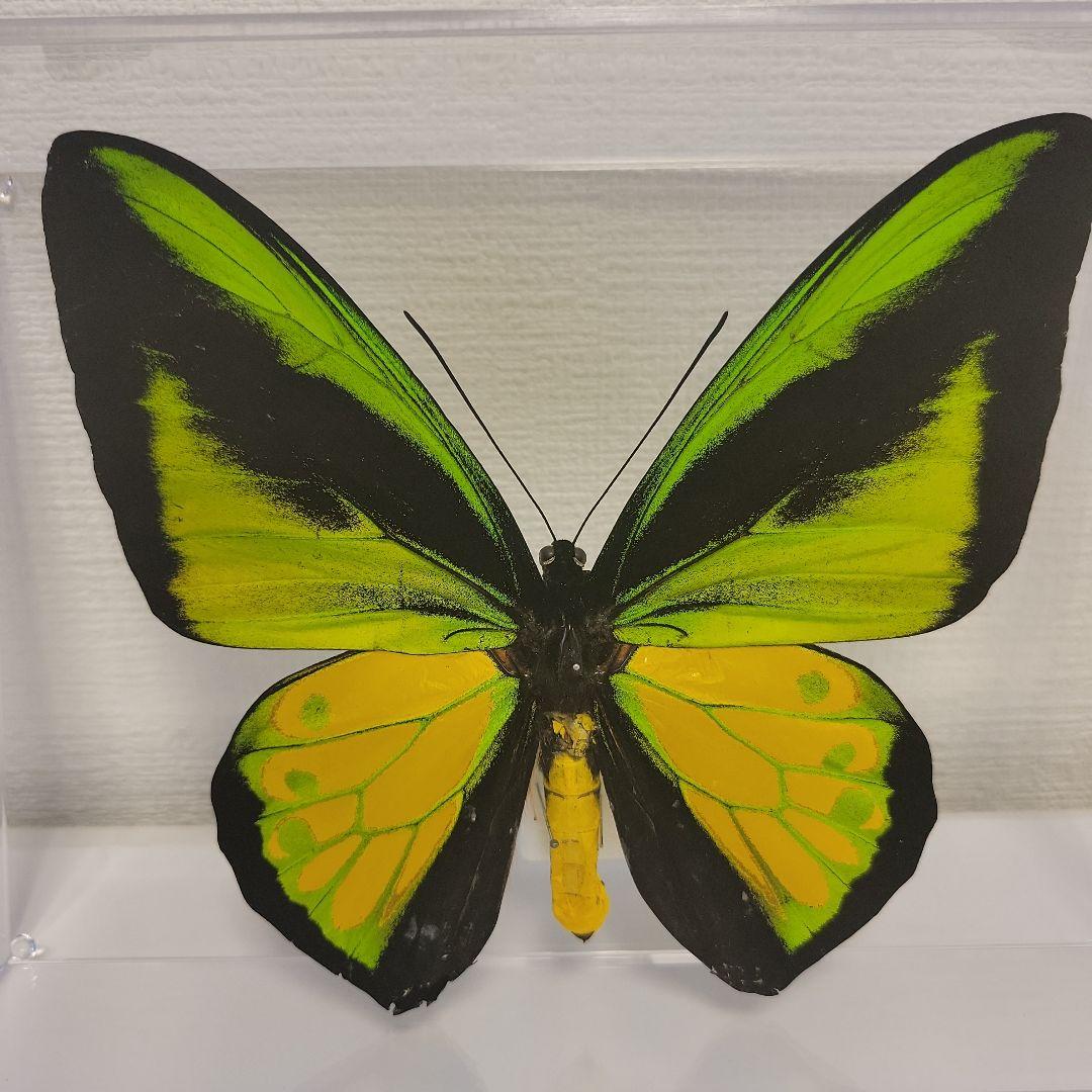 蝶標本 チトヌストリバネアゲハ トリバネアゲハ コレクション 世界三大