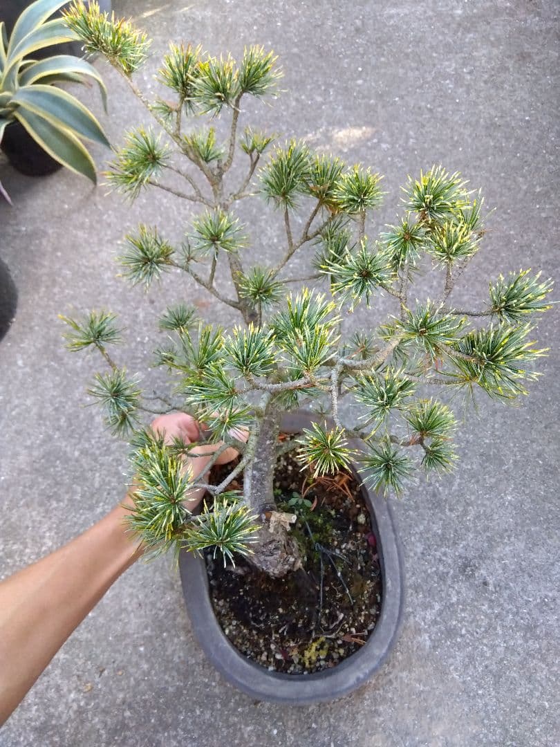 五葉松 斑入り 盆栽 8号陶器鉢つき 曲がり❗美柄❗ ③