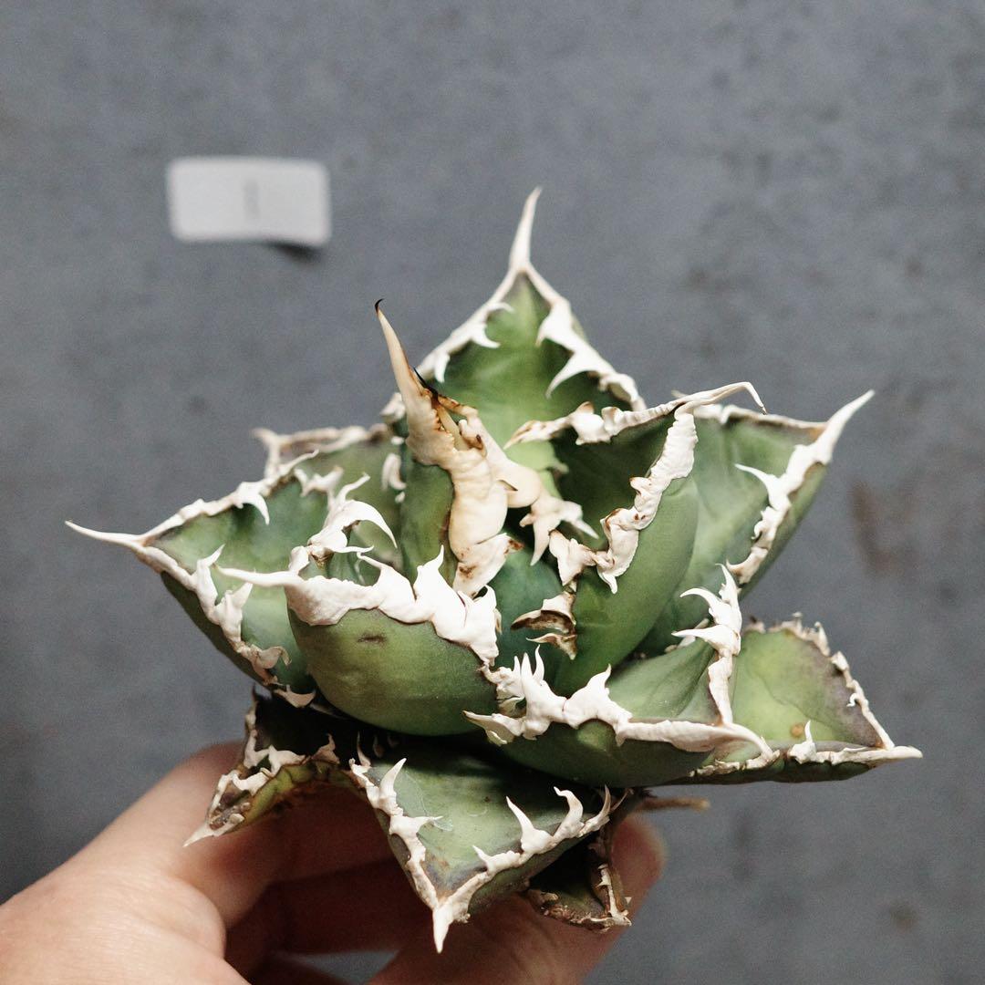 アガベ チタノタ オテロイ 包心龍 OC株 太バンド 14 アガベ オテロイ