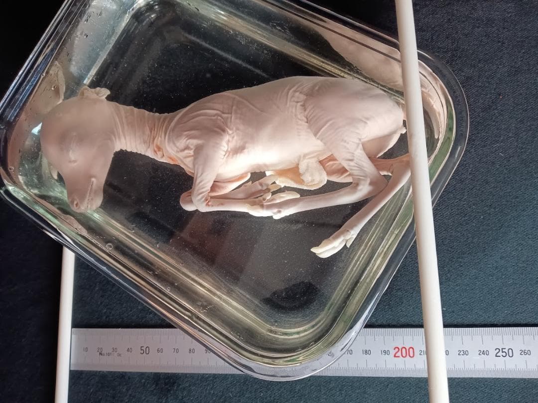 学術標本 種名ニホンジカ 胎児（♀） エタノール浸漬標本 頭胴長約20cm