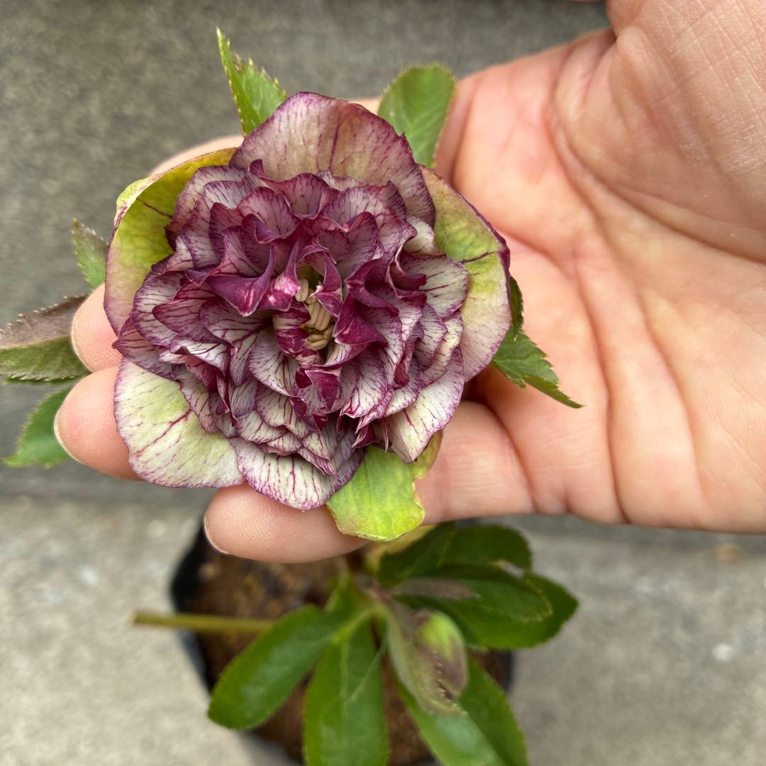 サ*ト様 クリスマスローズ 八重 白x紫バイカラー - メルカリ