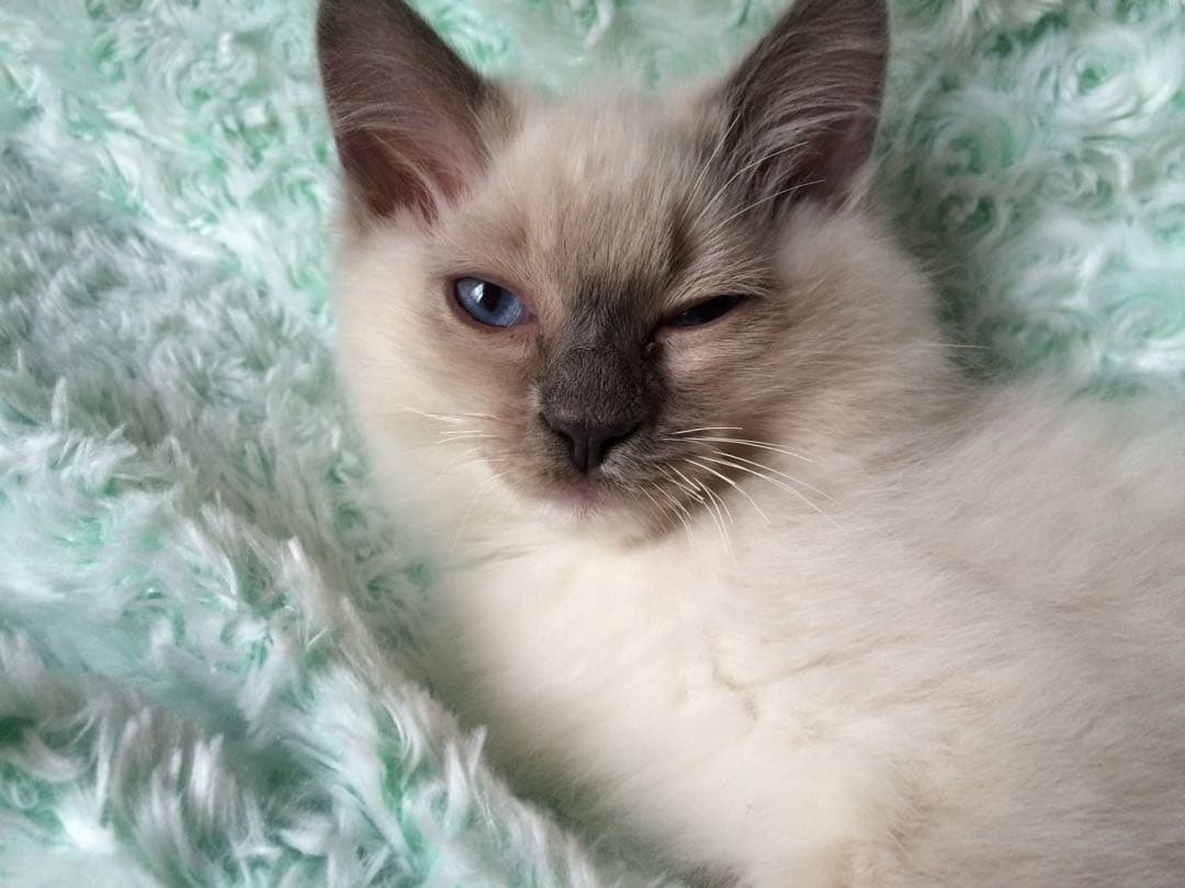 マエジさま専用　ピンク×シルバー旧王冠尾錠モスグリーン×ゴールド王冠尾錠 BOXと純正革ベルト、GF尾錠が付属したロレックス カメレオンのご紹介