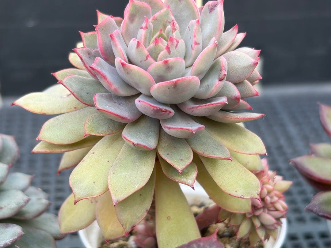 おらいさん苗12個セット そわそわオマケで13苗ミックスベリア