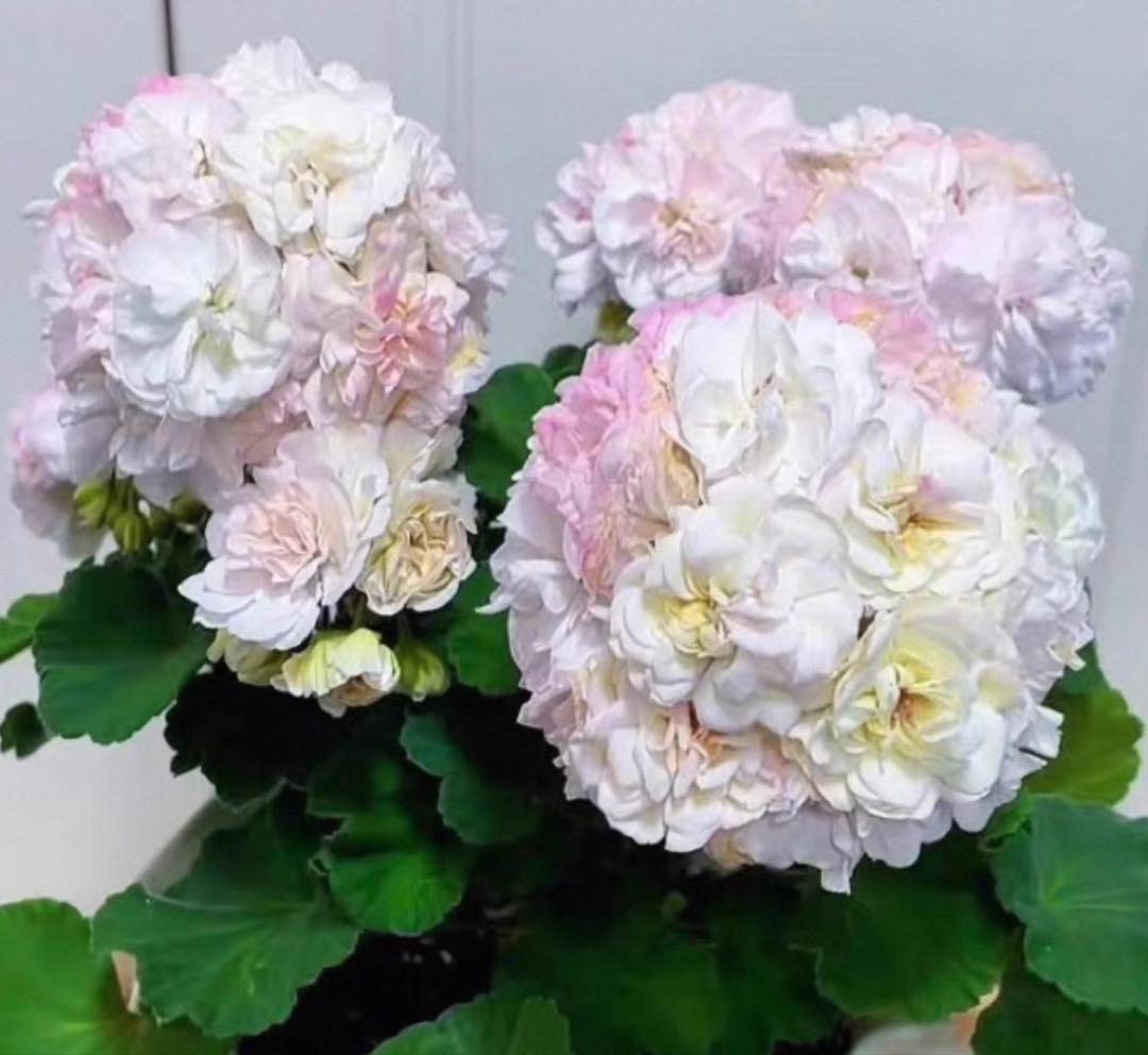 超珍しい品種ゼラニウム 日本初ゼラニウム苗 MT01 - メルカリ