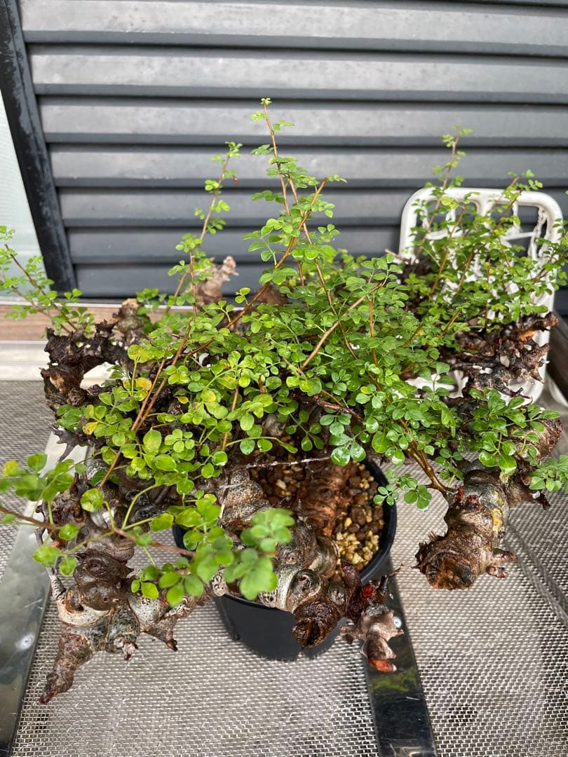 大株 灌木系 塊根植物 コミフォラ エイルCommiphora sp.Eyl - メルカリ