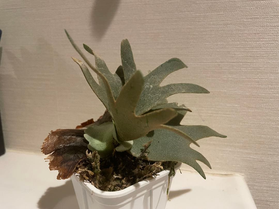 ビカクシダ P.willinckii OMG 3鉢セット