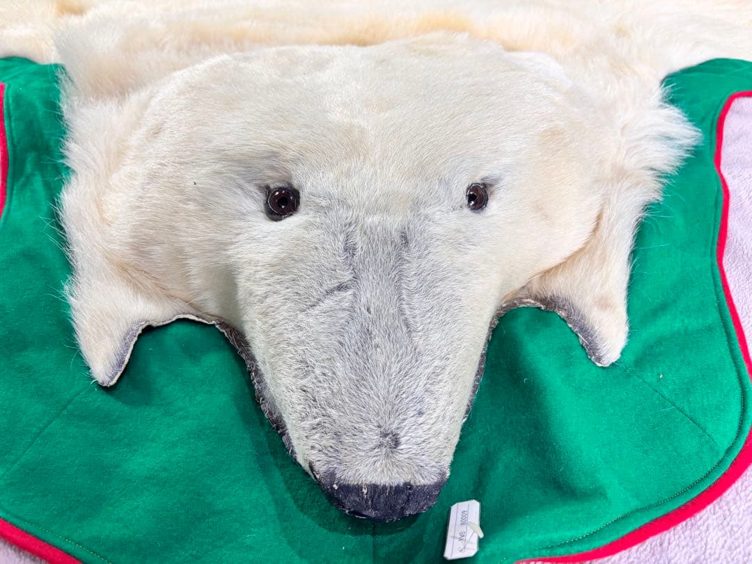 白熊 ホッキョクグマ 剥製 毛皮 マット | 激安通販のイーサプライ