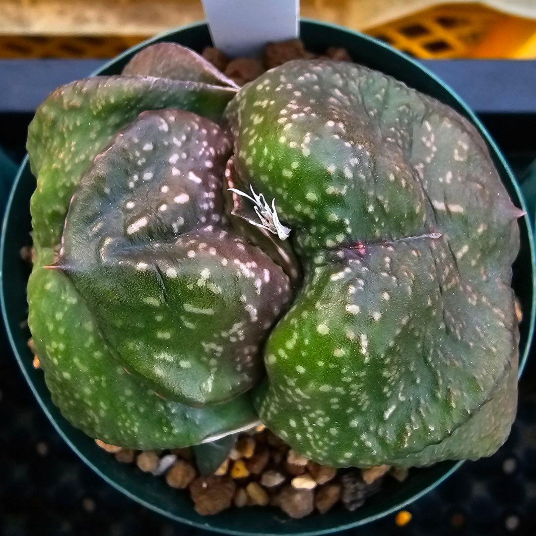 メルカリ便発送&ロウルサンコさんラベル付き☆ガステリア 臥牛十兵衛