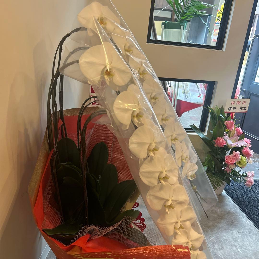 年始SALE❗️入荷少なめです❗️超希少❗️胡蝶蘭❤️ブルージーン 1