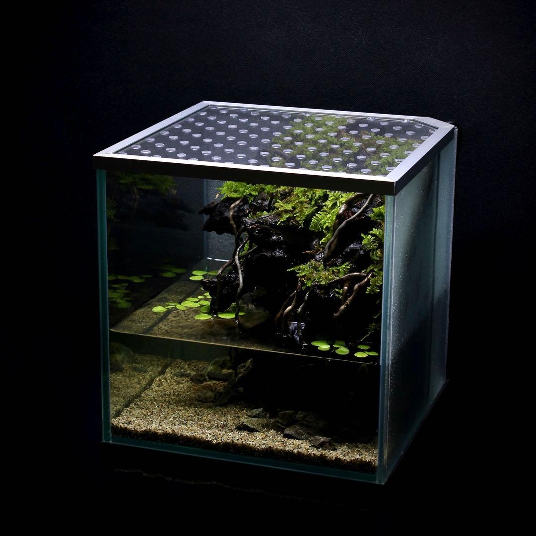 ざん様専用 アクアテラリウム レイアウト作品 195