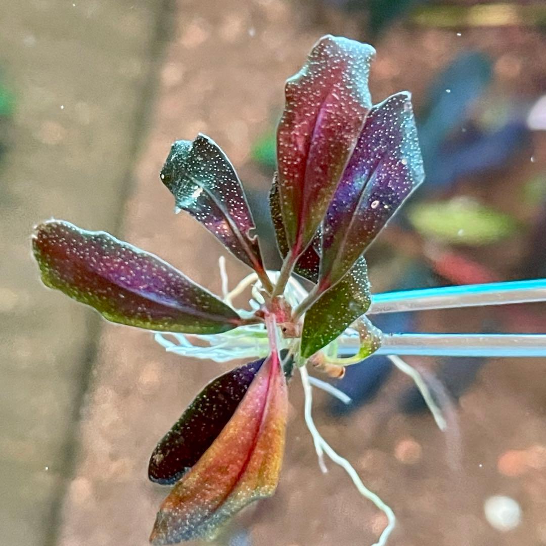 水中葉 ブセファランドラ ゴースト カリマンタン子株 - メルカリ