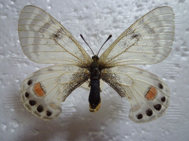 ヒ*ヤ様 カルトニウスウスバ♀/アフガニスタン.Badakhsha産【外国産蝶標 パルナシウス Parnassius | 三角紙