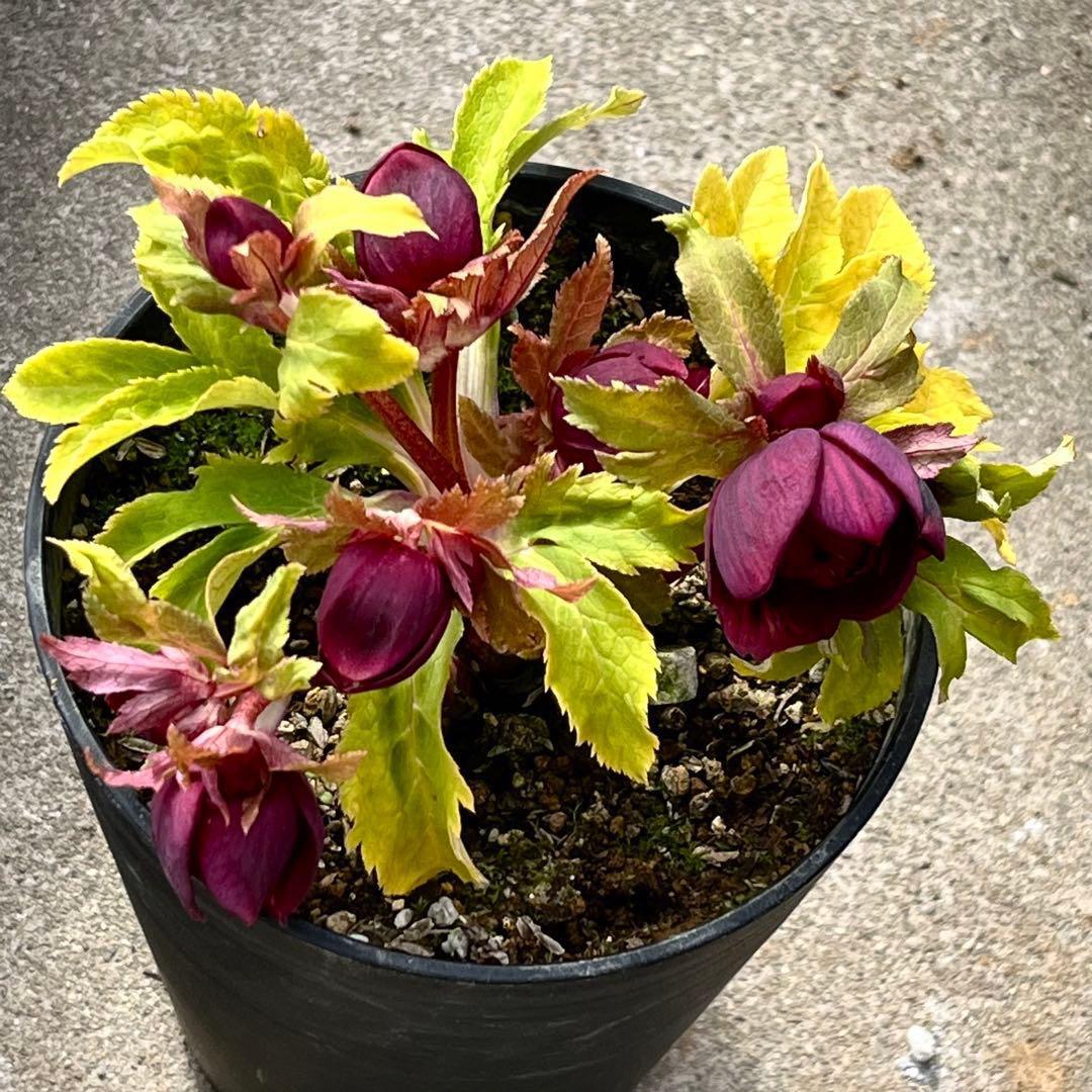 バ*カ様 ☘️限定1株☘️未株分け☘️3354⭐️小輪⭐️オーレア⭐️真紅⭐️ぼ