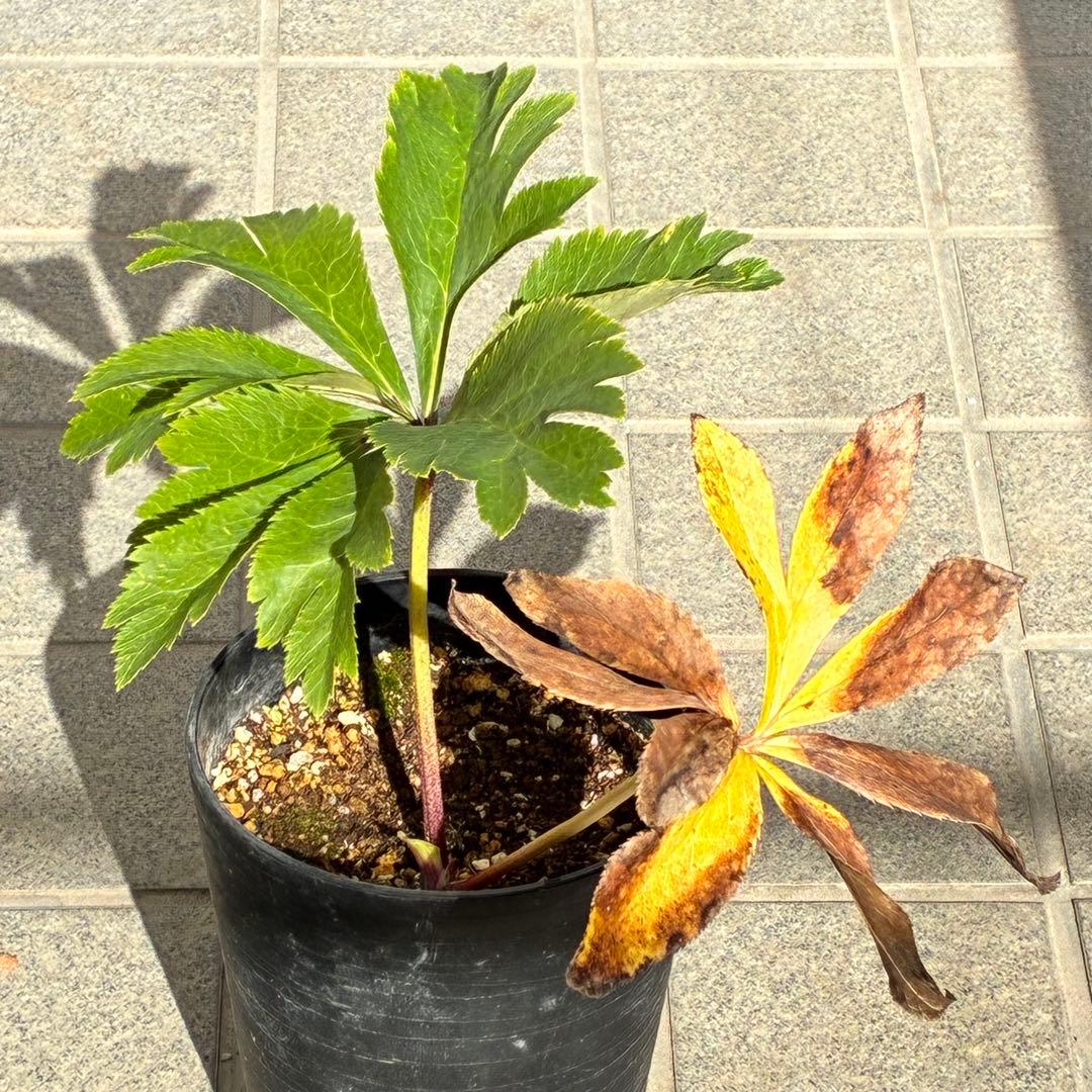 バ*カ様 ☘️限定1株☘️未株分け☘️3354⭐️小輪⭐️オーレア⭐️真紅⭐️ぼ