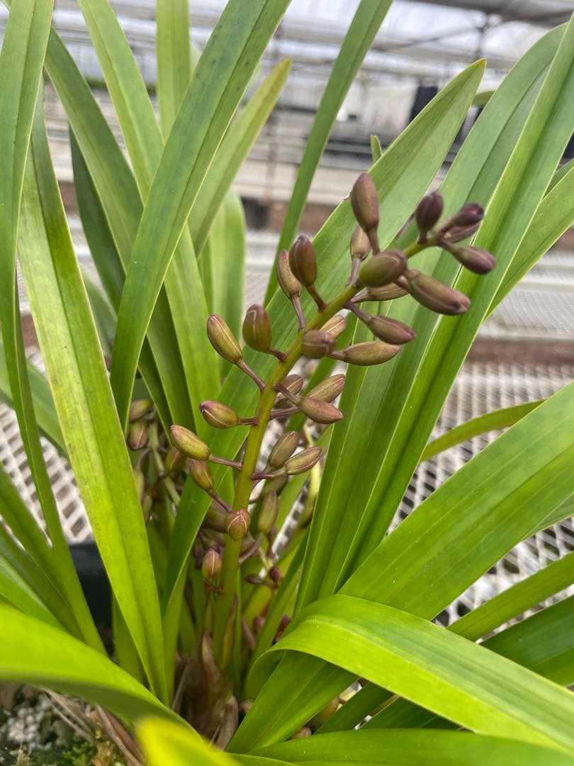 R8年キンリョウヘン花芽9本#1 - メルカリ