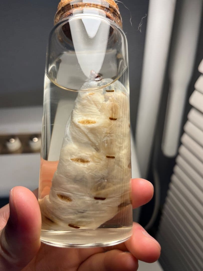 【液浸珍々】シロアリの女王標本 超巨大 液浸標本 昆虫標本 パラポネラ 乾燥珍々】シロアリの女王標本 超巨大 液浸標本 昆虫標本 パラポネラ