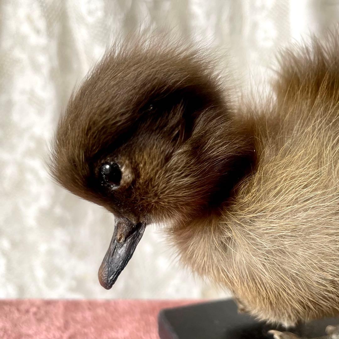 黒アヒルのヒヨコの剥製小鳥ひよこフランスアンティークヴィンテージ