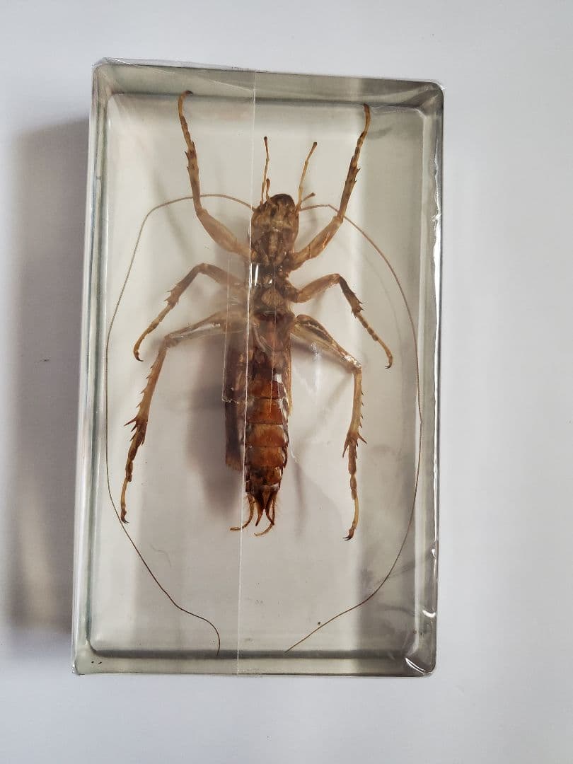 オバケコロギス オバケコオロギ 樹脂標本 - メルカリ