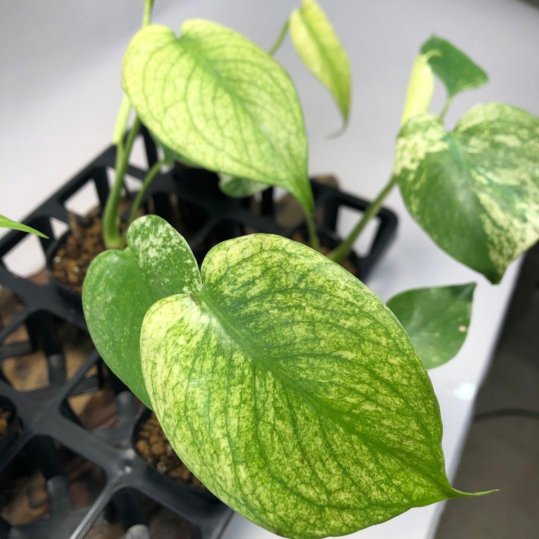 MS109 白怪兽 ホワイトモンスター 天津蘭 モンステラ斑入り