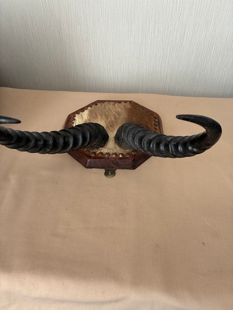 インパラの角 ハンティングトロフィー オブジェ - メルカリ