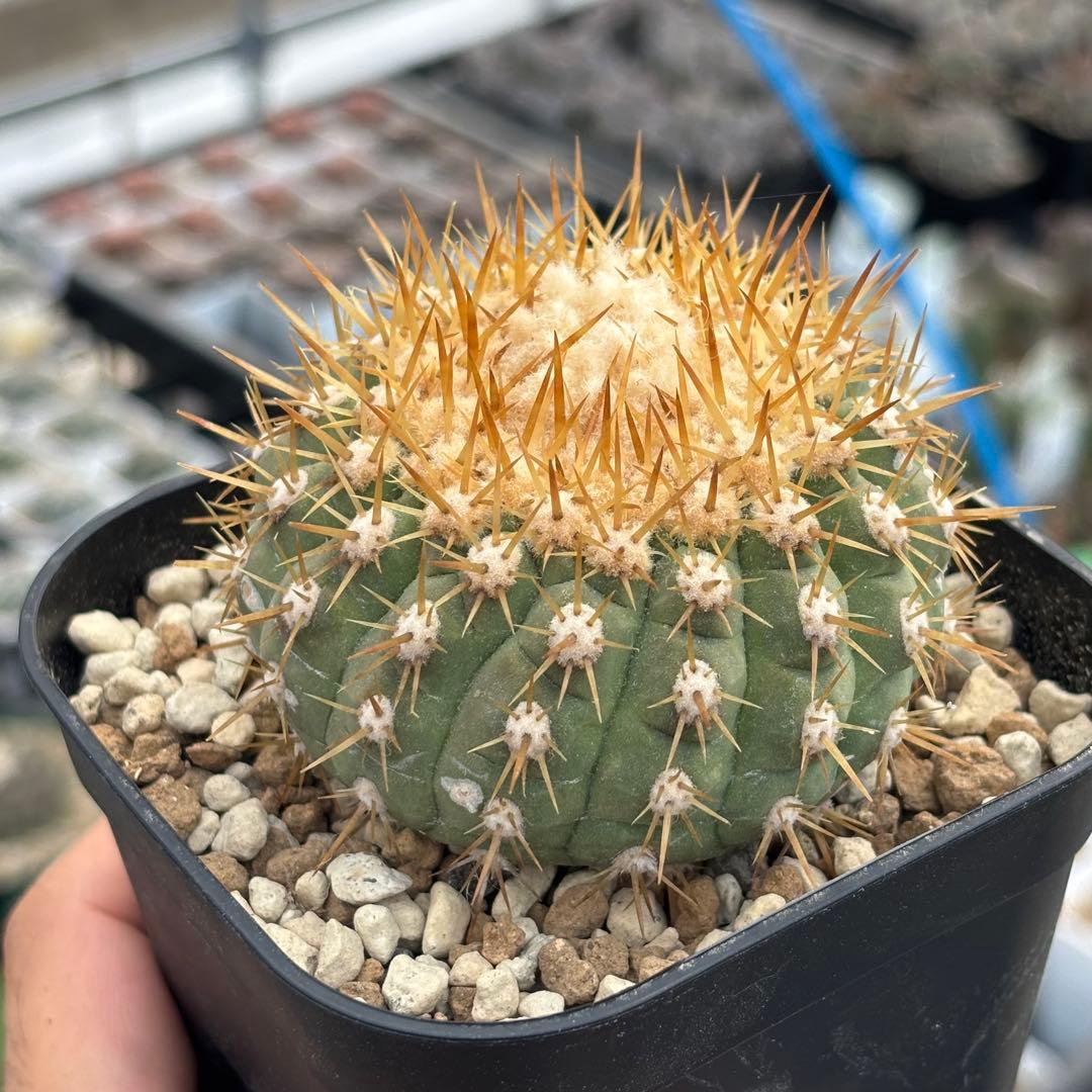 発根済 コピアポア コルムナアルバ Copiapoa 孤竜丸 黒王丸 シネレア