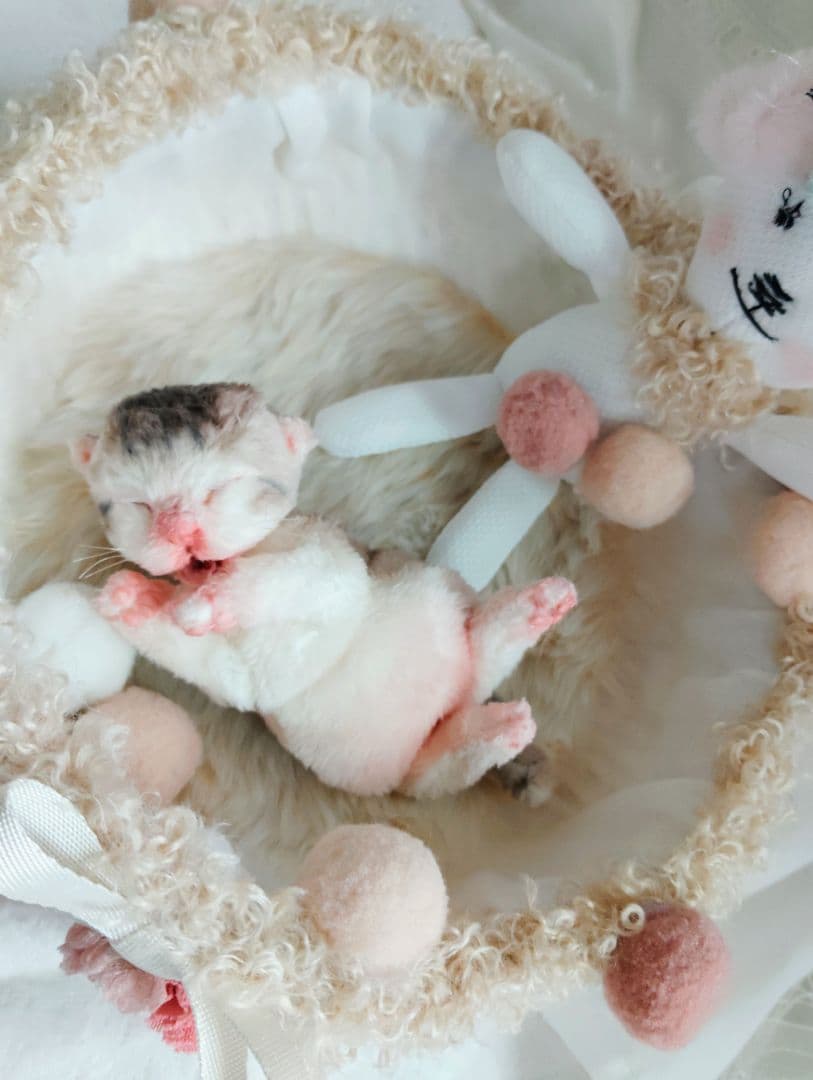 お世話してね❤生後1日子猫ちゃん♡バスケットとクマたん♡