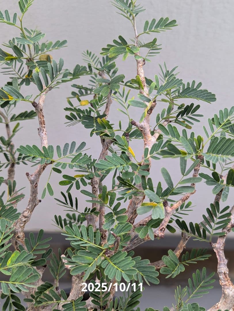 火*＠様 1/31までセール！センナ メリディオナリス　美株