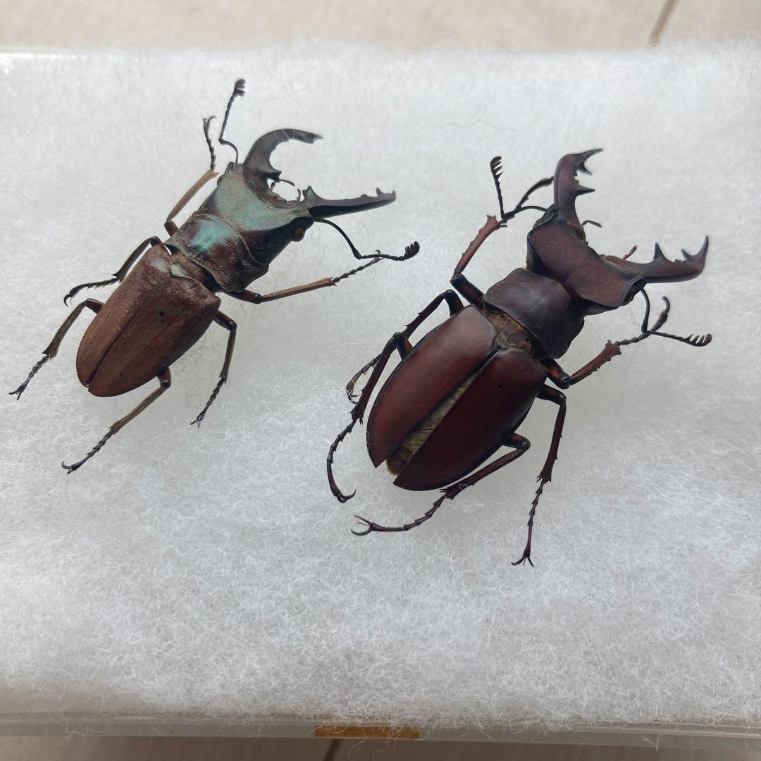 エラフスホソアカクワガタ ミヤマクワガタ 標本 セット - メルカリ
