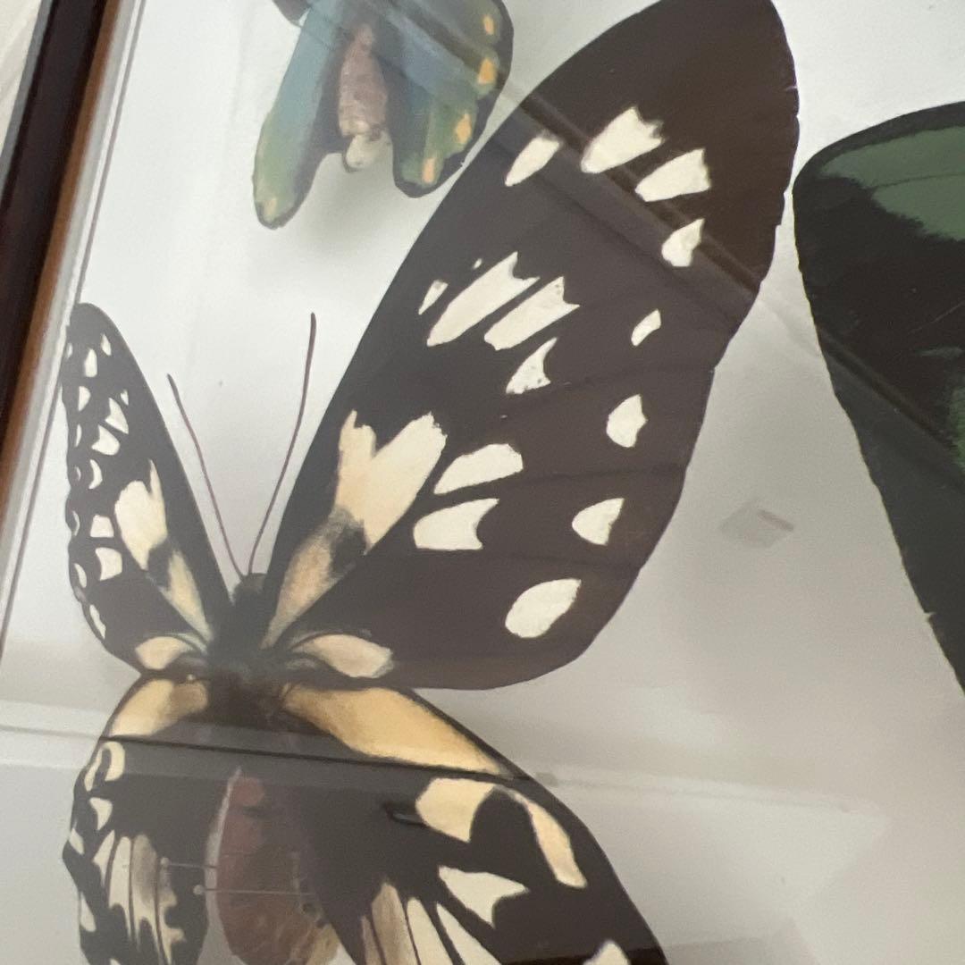 蝶の標本セット(最終値下げ‼️です！お早めに❣️)