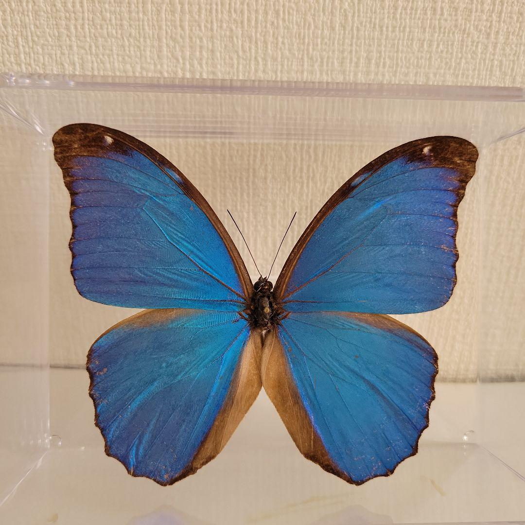 蝶の標本 モルフォの世界(特特) - メルカリ