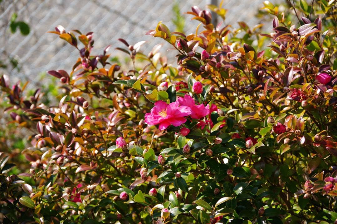 『美品』SIGMA 17-70mm f/2.8-4 DC MACRO HSM