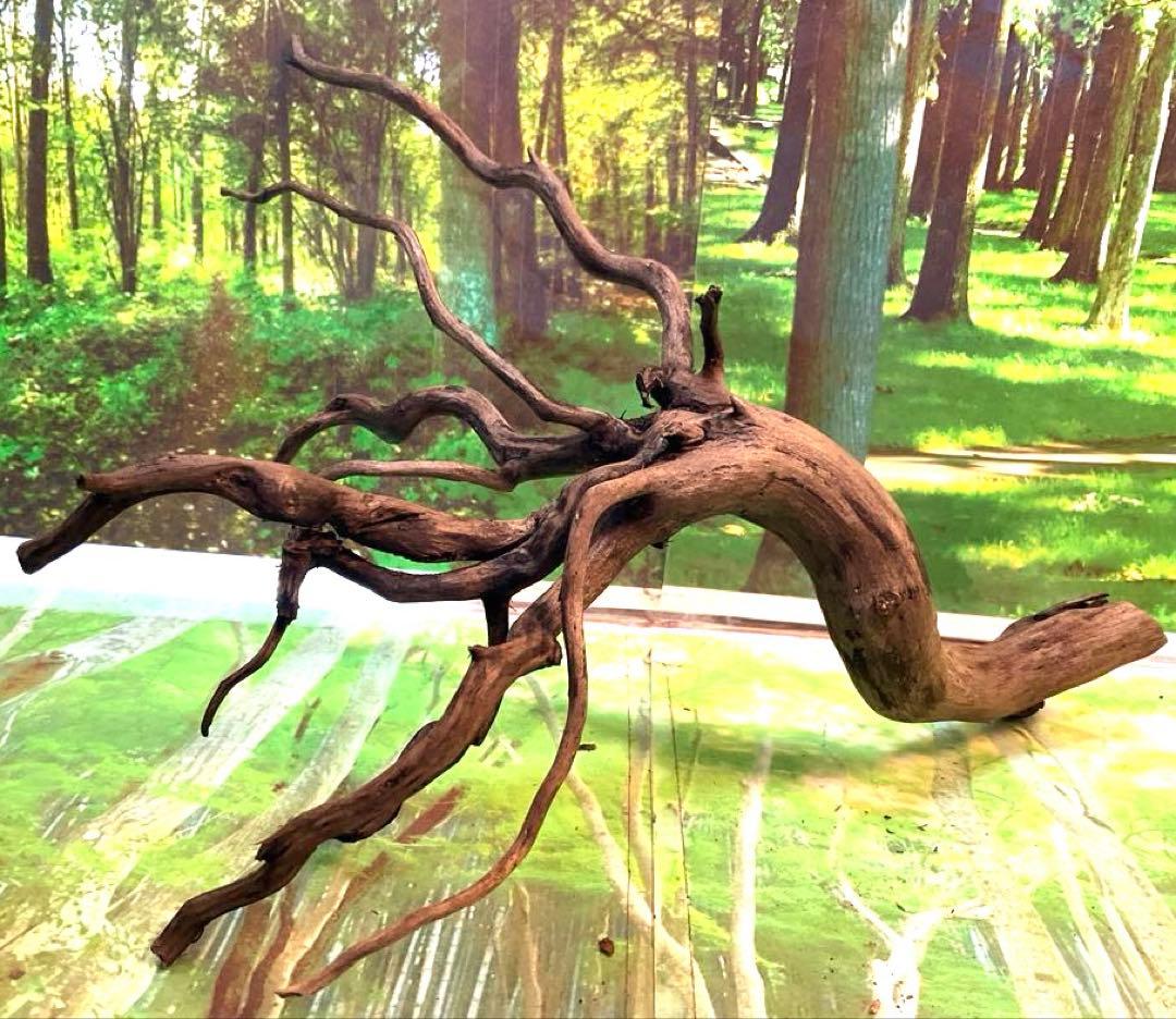 天然水槽用流木 放射状に広がる枝が美しい中サイズブランチウッド 煮沸