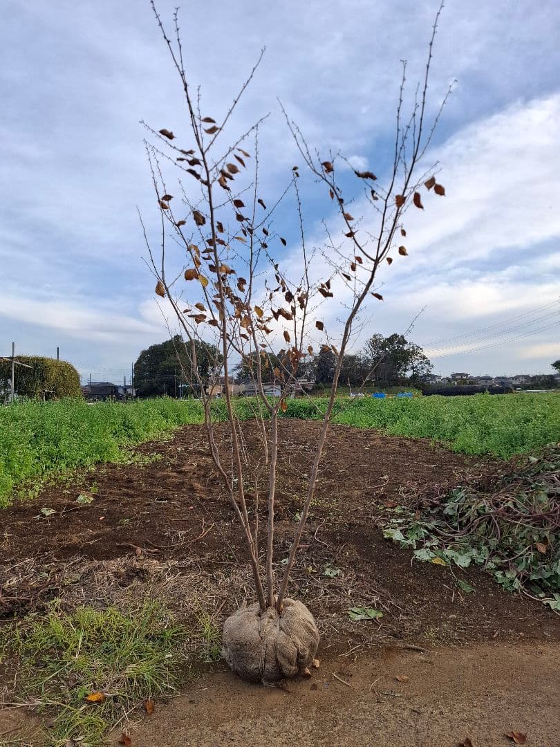 アブラチャン 雑木 ーーアオダモ アオハダ モミジ 山彩りーー
