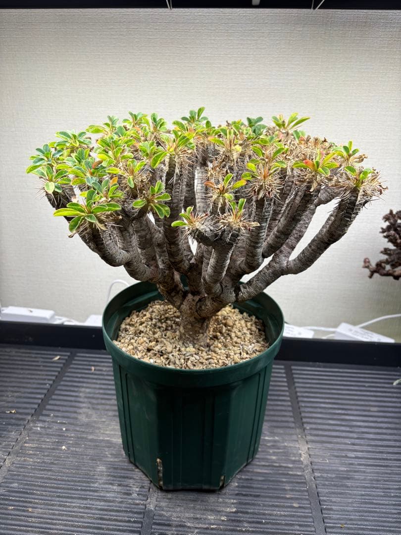 極美株 ギラウミニアナ 現地球 超大型 発根済み - メルカリ