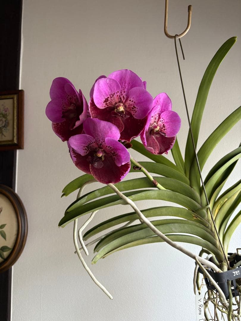 洋ラン バンダ 蘭 Renu Delight ツートン ① - メルカリ