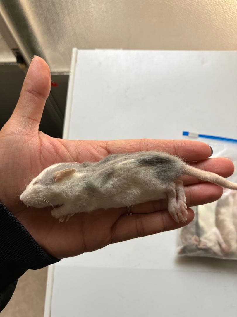 TN冷凍ラット 30~40g 40匹＋50~60g 30匹 93b8145d52e9f4eef17d5aa57ee2d6