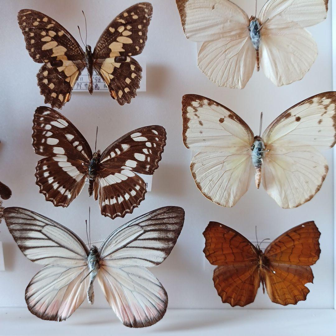 蝶標本 タイ サムイ島産24頭 +ドイツ箱中型