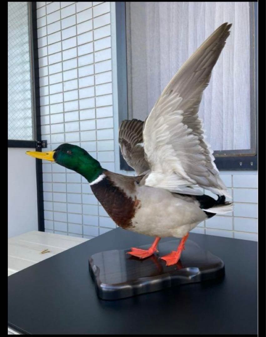 マガモ 剥製 - メルカリ